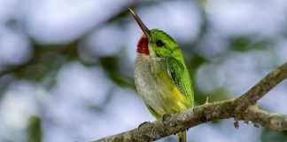 Bird Watching in Puerto Rico
