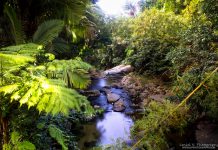 Puerto Rico’s Eco-Adventure: Discovering the Island’s Sustainable Tourism